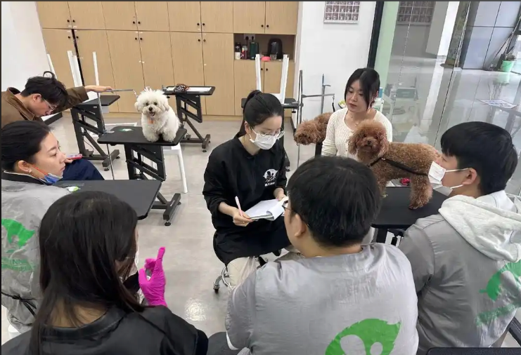 南充市宠物美容培训宠物美容培训学校 - 一站式服务